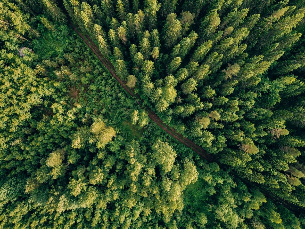 Aerial view of a tree-lined road through Florida woodland